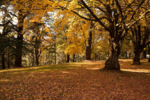 hepburn springs luxury accommodation autumn colour