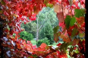 Kookaburra Ridge grapevine red accommodation in Hepburn Springs