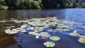 Waterlillies on Daylesford Lake